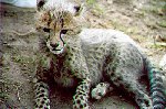 Baby cheetah