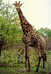 Giraffe