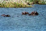 Hippo family
