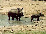 Rhino w/baby